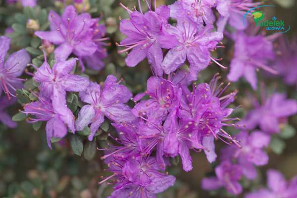 Rhododendron impeditum